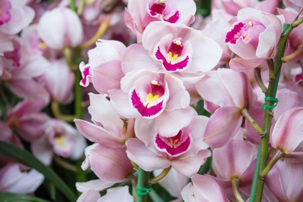 Цветение тропических орхидей