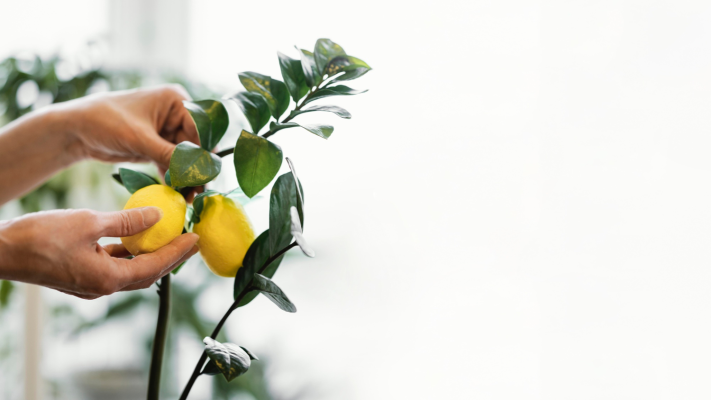 Как вырастить дома плодоносящий лимон