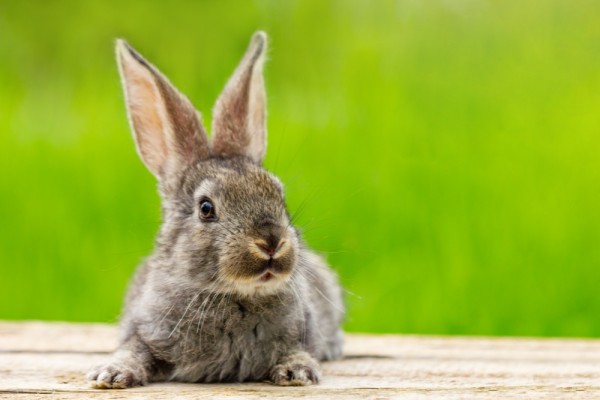 Содержание кроликов: новые правила – 2024