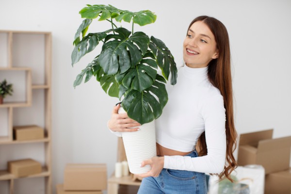 Большие комнатные растения: 5 зеленых великанов для квартиры