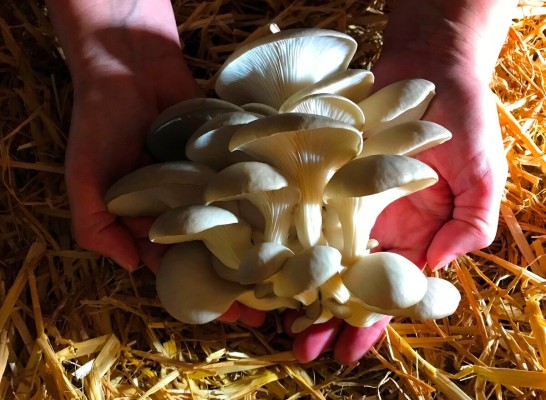 Домашняя грибная ферма: как выращивать вёшенки