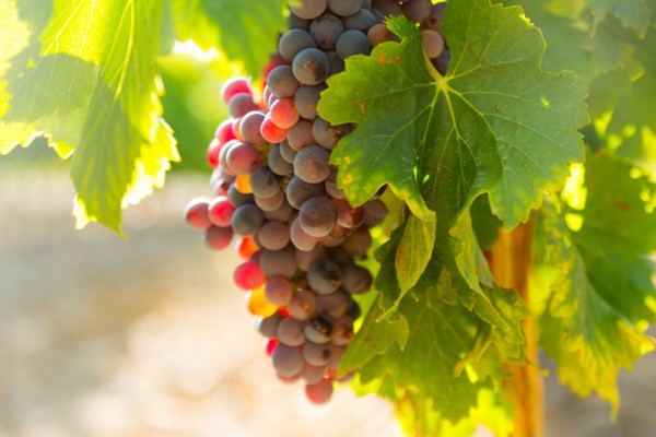 Сорта винограда для Подмосковья и средней полосы: 8 лучших