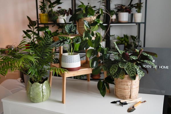 5 комнатных растений, которые лучше не покупать и не дарить