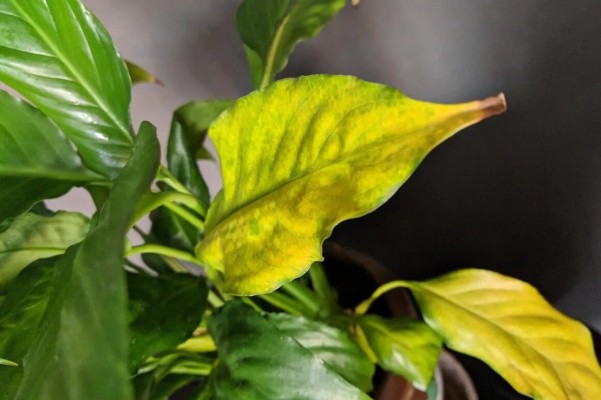 Спатифиллум заболел: чернеют или желтеют листья
