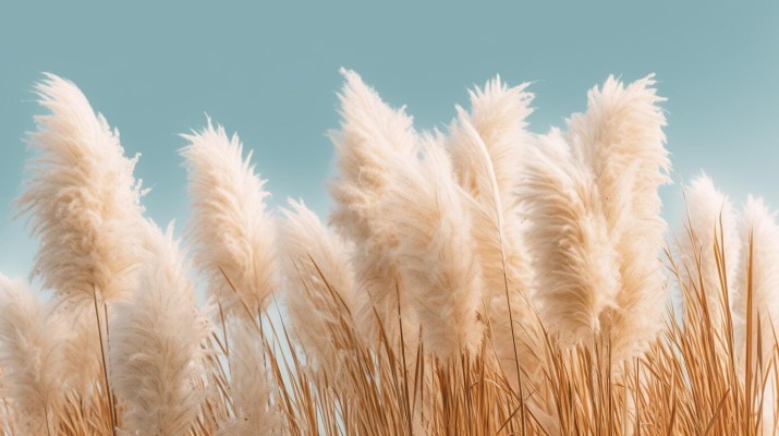 Пампасная трава: особенности посадки, ухода, зимовки