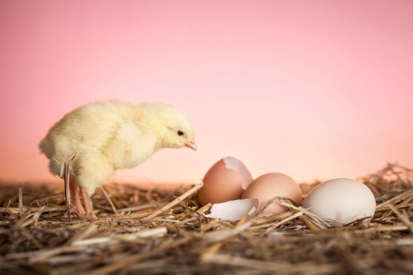 Немецкая компания разработала технологию, которая сможет определять пол цыплят в яйцах