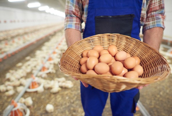 За первый месяц 2024 года Россия закупила почти 80 миллионов яиц