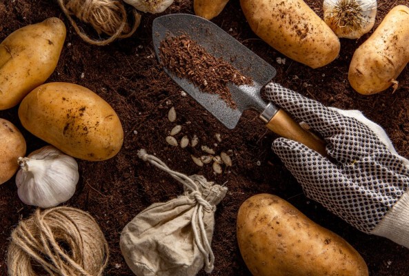 Субсидия для ЛПХ-2024: реализация овощей и картофеля