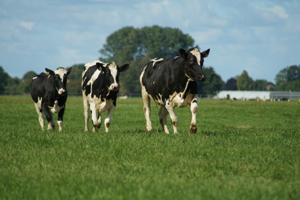 Субсидия на содержание коров в ЛПХ – 2024