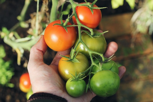 Когда сажать помидоры на рассаду