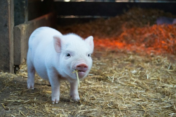 Можно ли свиньям есть шоколад? Неожиданный ответ ученых