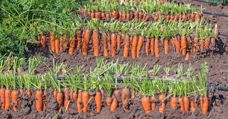 7 лучших сортов моркови для дачи