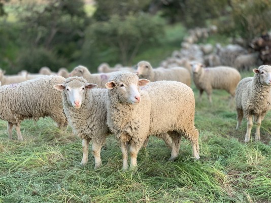 Содержание овец и коз: ветеринарные правила