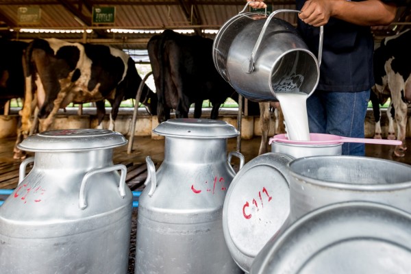 В регионах аграрии получат субсидии на производство молока