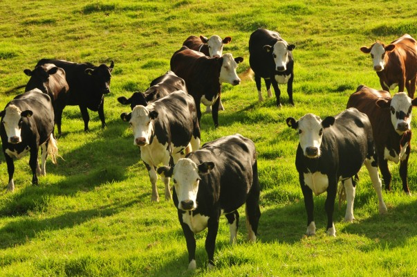 Ветеринарные правила содержания крупного рогатого скота в ЛПХ и других хозяйствах
