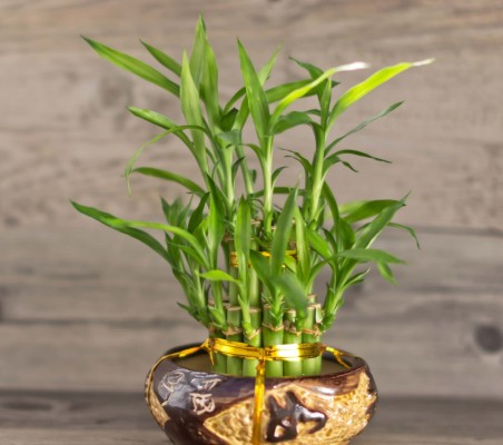 Комнатный бамбук: выращивание и уход