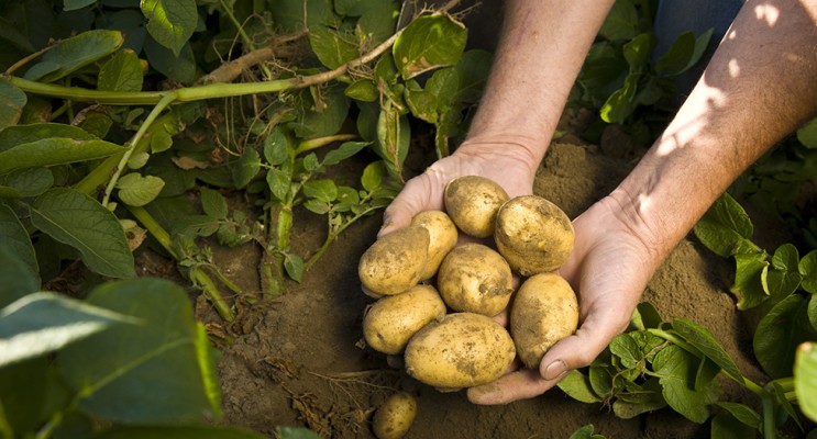 Ученые назвали лучшие сорта картофеля для северных регионов России