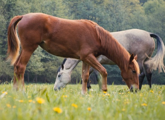 Правила содержания лошадей в хозяйствах с 1 сентября 2024 года