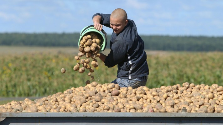 Эффективно и недорого: российское удобрение повысит урожайность картофеля