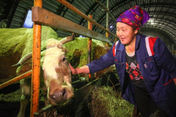 В Якутии увеличили поддержку для молочных хозяйств и ЛПХ