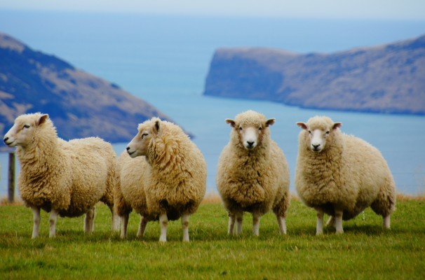 Бурятские овцеводы богатеют: субсидия на 36 млн рублей