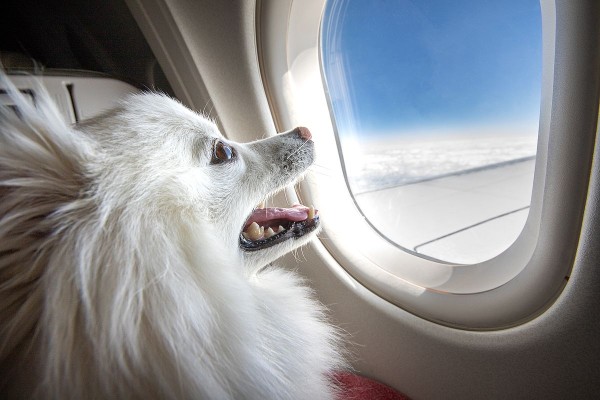 Питомец в небе: новые правила перевозки животных в самолете
