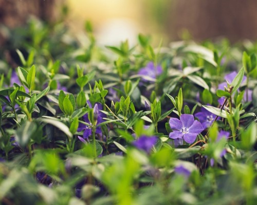 Альтернативные газонные покрытия