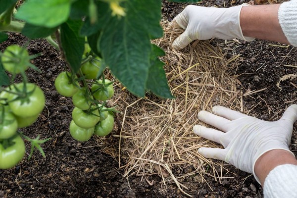 Способы создания оптимальных условий выращивания овощных культур в открытом грунте