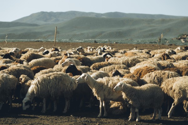 Субсидии для ЛПХ на мясо овец и коз: что это такое и как получить