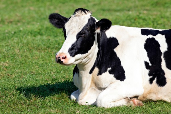В Свердловской области запретили самовыпас коров