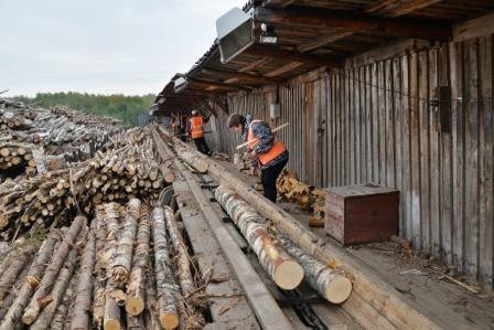 В Хакасии ЛПХ предоставят льготную древесину?