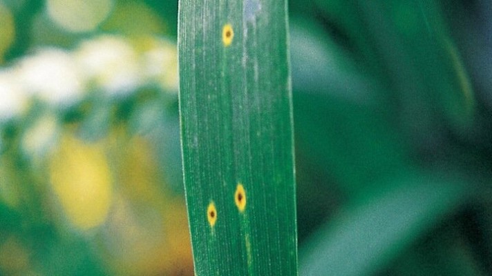 Пиренофороз