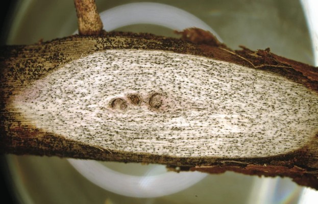 Угольная гниль