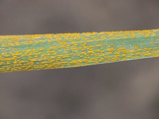 Желтая ржавчина