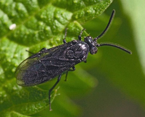 Вишнёвый слизистый пилильщик