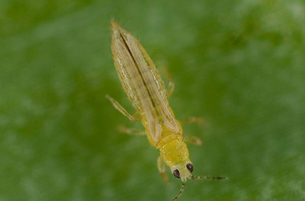 Трипс табачный: чего боится, как избавиться?