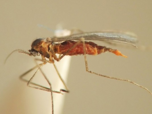 Гессенская муха