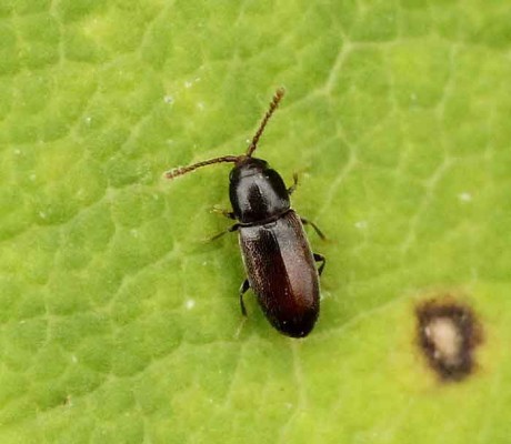 Крошка Свекловичная