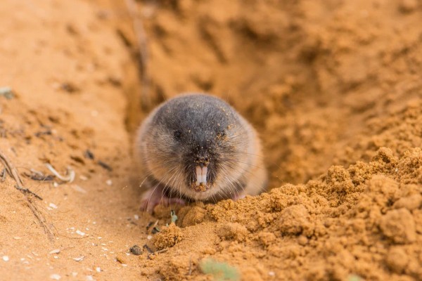 Обыкновенная слепушонка