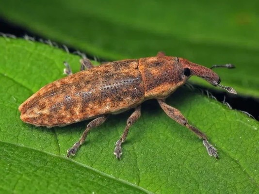 Свекловичный стеблеед