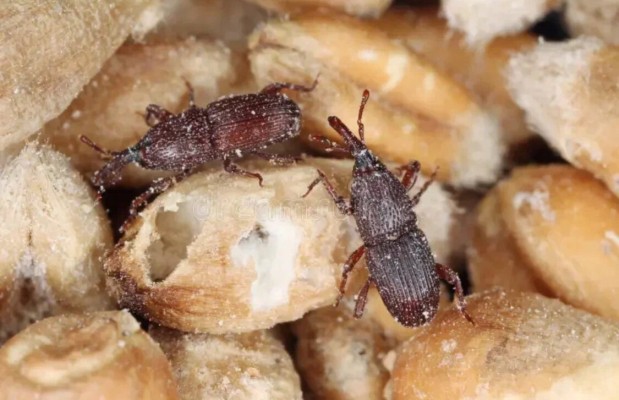 Амбарная зерновка