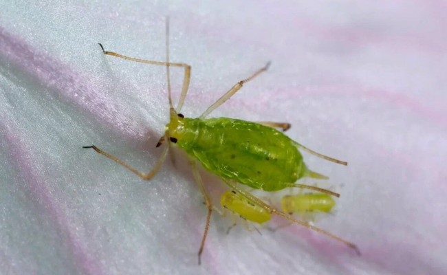 Гороховая тля
