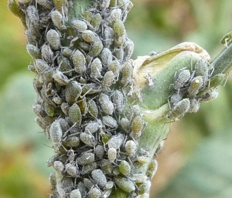 Капустная тля