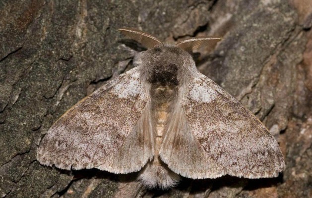 Краснохвост