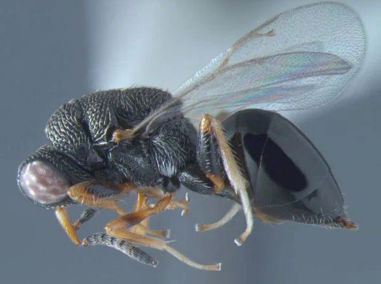 Люцерновая толстоножка