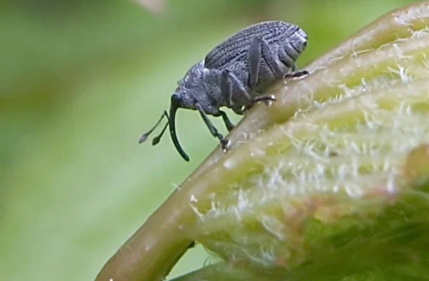 Рапсовый семенной скрытнохоботник