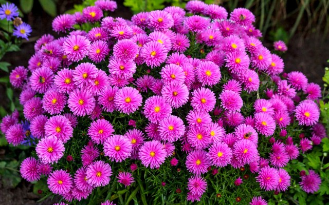 Астра кустовая: как выглядит, описание, где растет