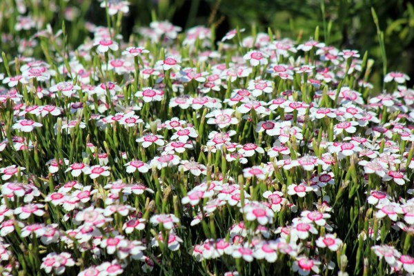 Гвоздика травянка: как выглядит, описание, где растет