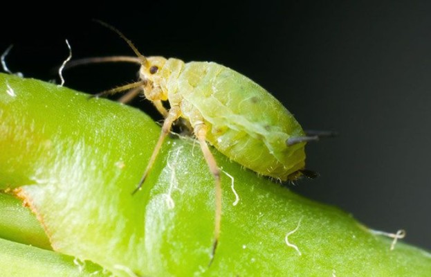 Большая хлопковая тля