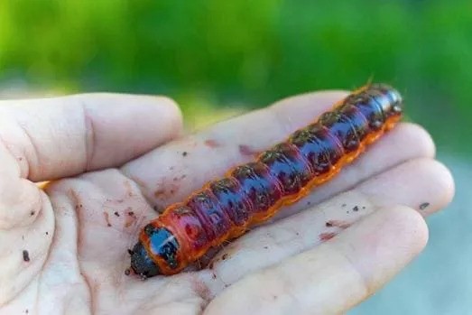 Древоточец пахучий